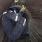 PicZip q75 (13:13:23 27.03.2023 96%  PROGRESSIVE  1456096>>>58106)